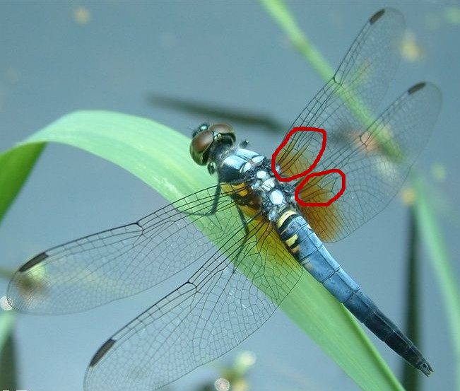 大蜓和蜻蜓区别,蜻蜓的蜻和蜓怎么区分