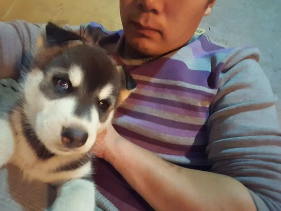 男子花600买了一只哈士奇,网友看之后调侃道:这是二哈的祖宗