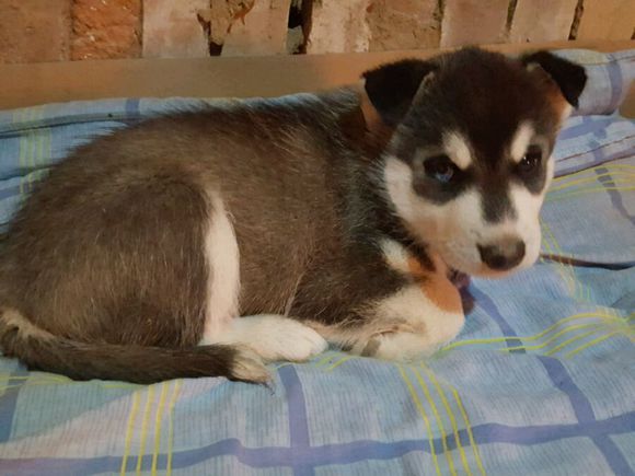 男子花600买了一只哈士奇,网友看之后调侃道:这是二哈的祖宗