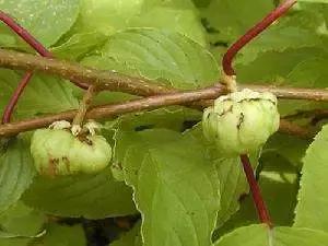 猫咪毛球症，猫草，猫薄荷与木天蓼