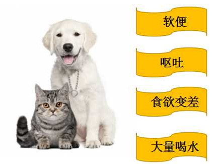 狗狗健康的常见问题,宠物门店问答