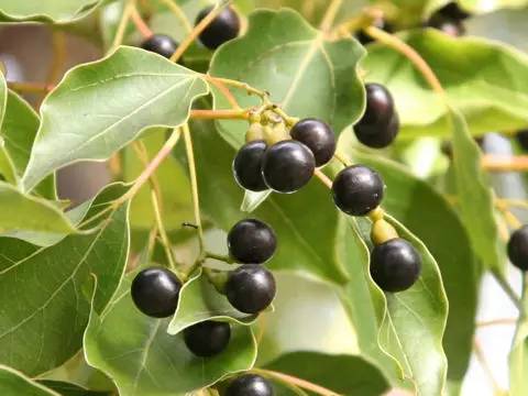 高大上的月桂,就在我们身边