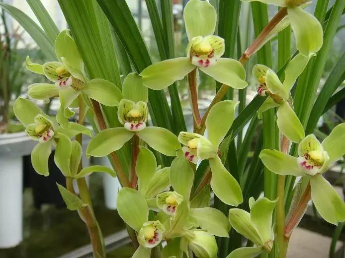 兰花未来市场行情,兰花价格行情在哪里看