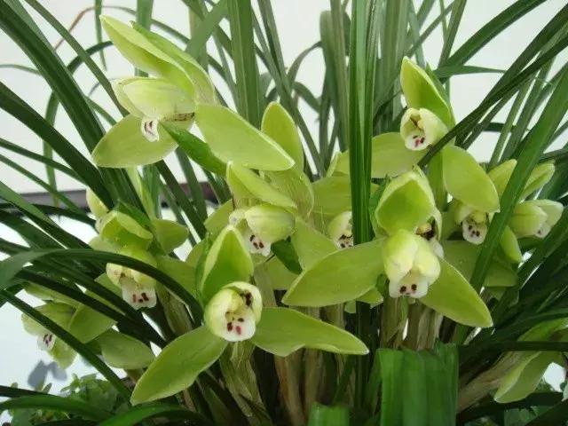 兰花未来市场行情,兰花价格行情在哪里看