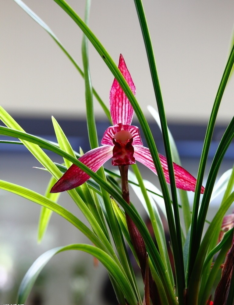 兰花未来市场行情,兰花价格行情在哪里看