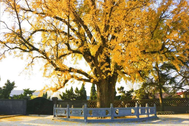 金秋沂南，诗意流淌有那么一群爱美的人，把秋季沂南送到你面前