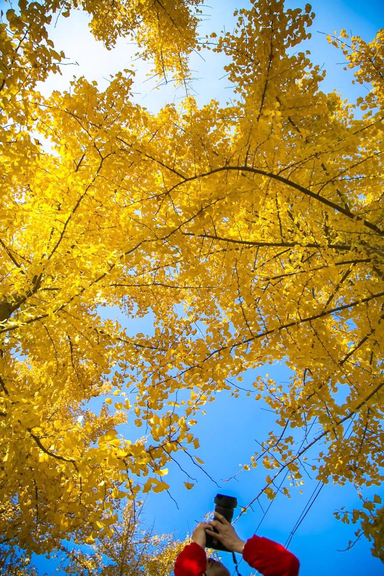 金秋沂南，诗意流淌有那么一群爱美的人，把秋季沂南送到你面前