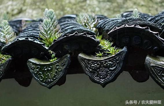 农村瓦房顶上常见多肉,瓦房顶上开小黄花的多肉