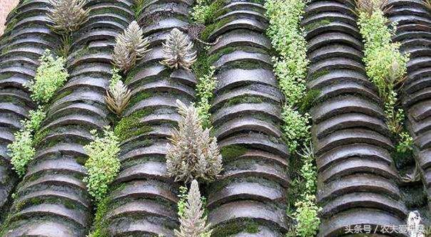 农村瓦房顶上常见多肉,瓦房顶上开小黄花的多肉