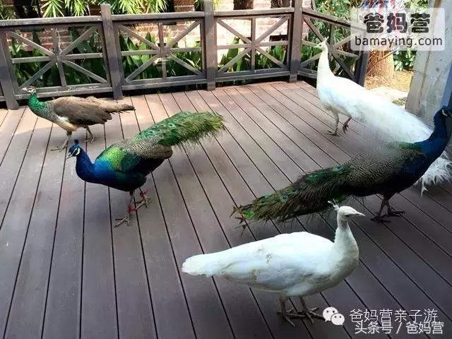 江浙沪十佳亲子酒店,适合亲子酒店推荐