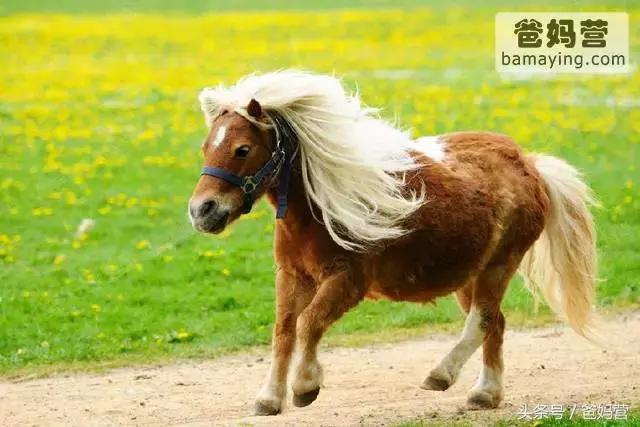 江浙沪十佳亲子酒店,适合亲子酒店推荐
