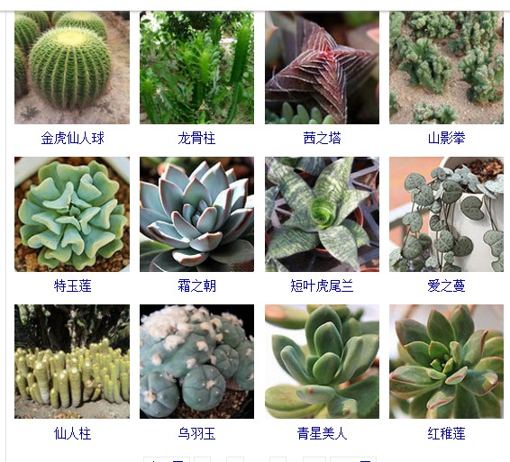 多肉植物的种类和名称大全集锦,多肉植物图片常见多肉100种