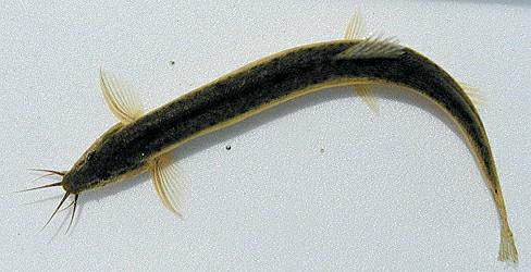 泥鳅仿野生养殖方法,流动活水养泥鳅鱼技术