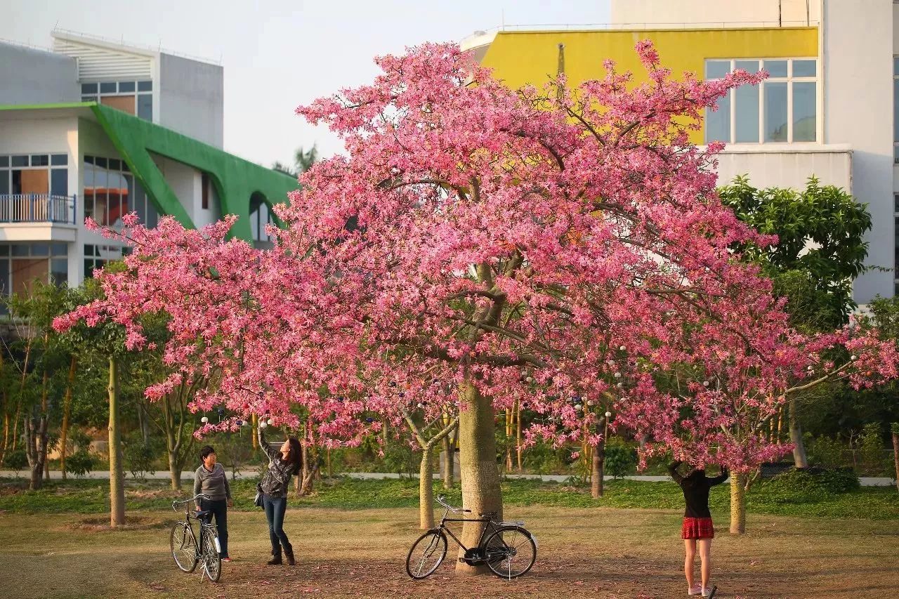 百万葵园一日游门票,葵园免费门票景点
