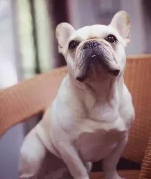 斗牛犬不爱吃狗粮怎么办呀,斗牛犬不爱叫怎么回事