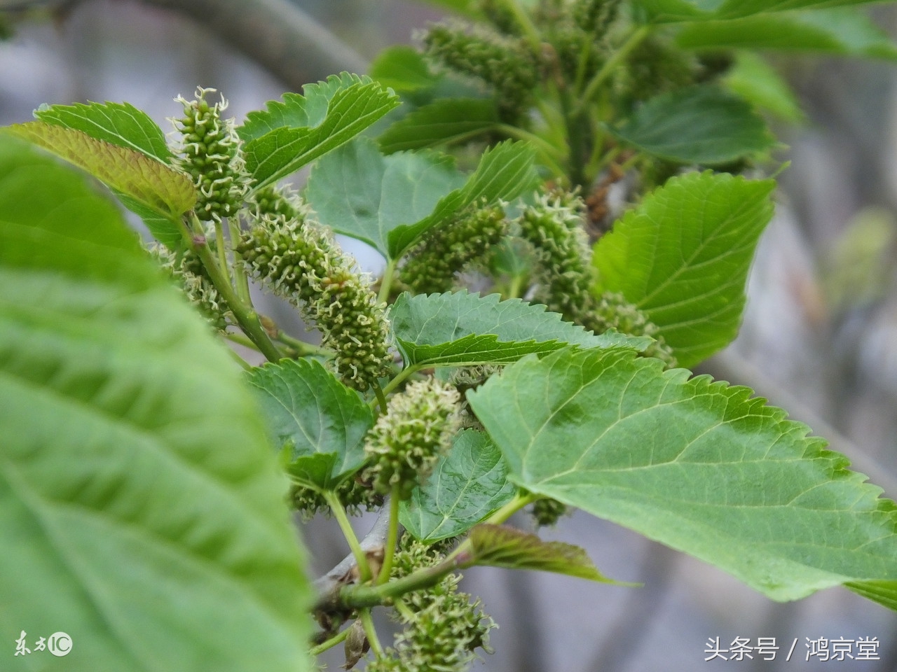 桑叶止汗有奇效,桑叶神仙草功效与作用