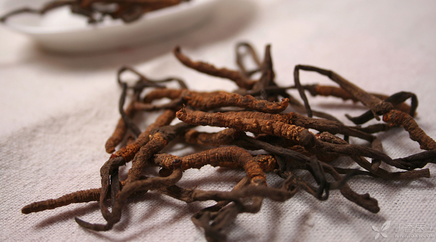 天价的冬虫夏草,要钱,还可能要命