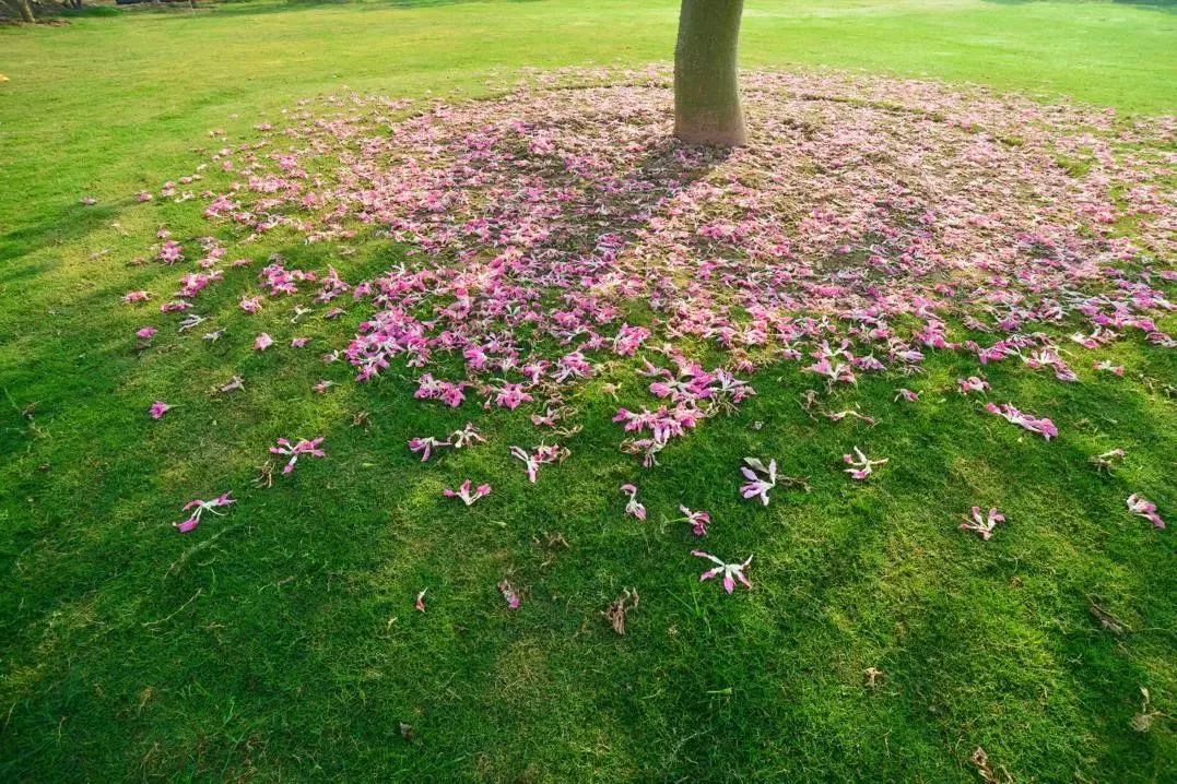 百万葵园一日游门票,葵园免费门票景点