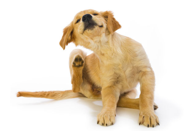 犬舍的狗如何喂养,狗狗饲育问题及解决方案