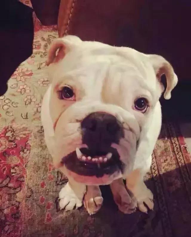 斗牛犬不爱吃狗粮怎么办呀,斗牛犬不爱叫怎么回事