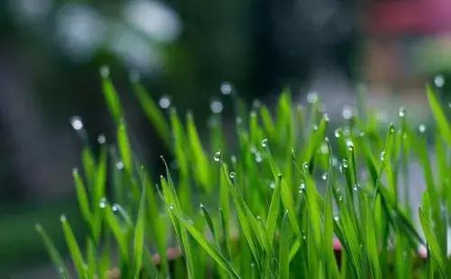 猫咪毛球症，猫草，猫薄荷与木天蓼