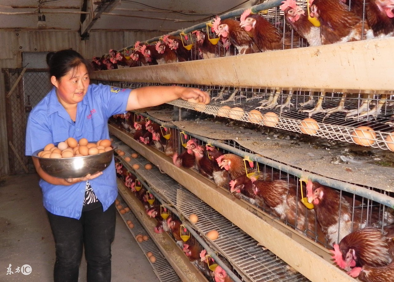 优质鸡蛋如何养殖,优质鸡健康养殖技术