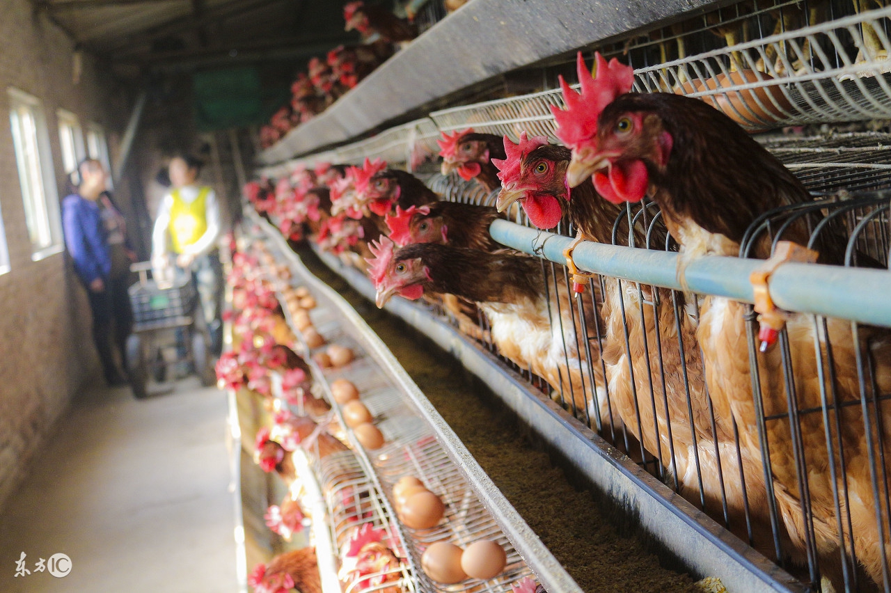 优质鸡蛋如何养殖,优质鸡健康养殖技术