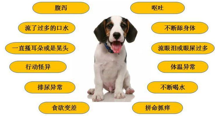 狗狗健康的常见问题,宠物门店问答