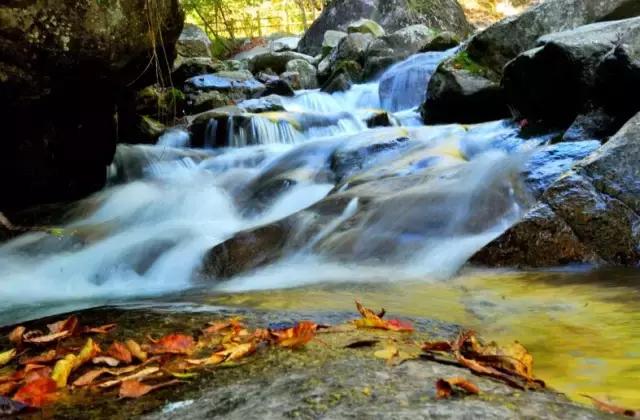 板栗树林旅游攻略,陕西板栗之乡风景图