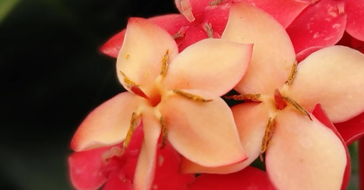 锤子坚果pro2深度体验,锤子坚果pro2上手测评