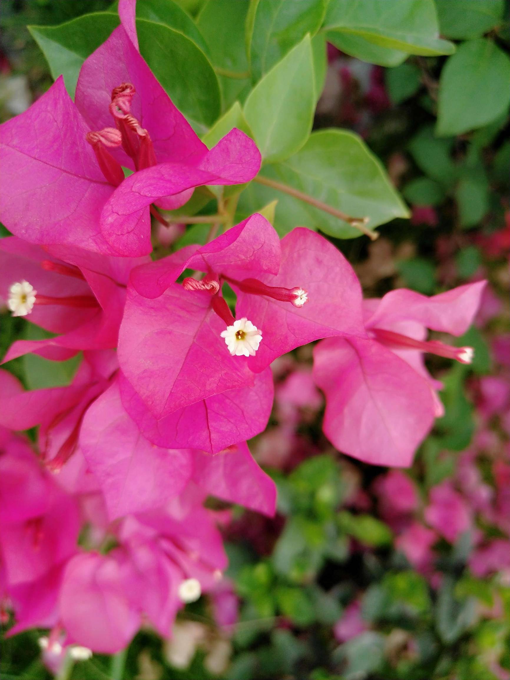 锤子坚果pro2深度体验,锤子坚果pro2上手测评