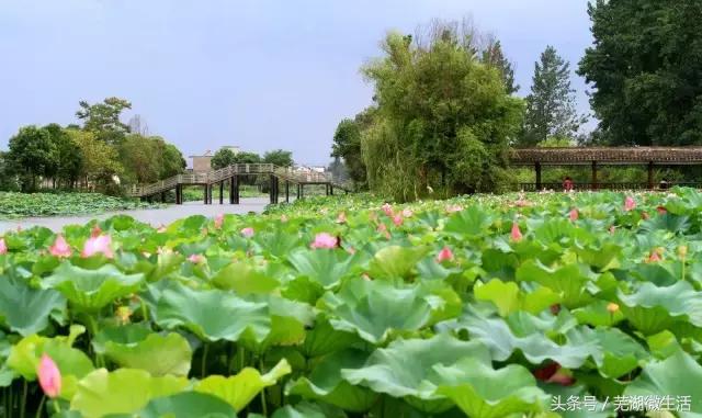 芜湖攻略路线,芜湖旅游交通
