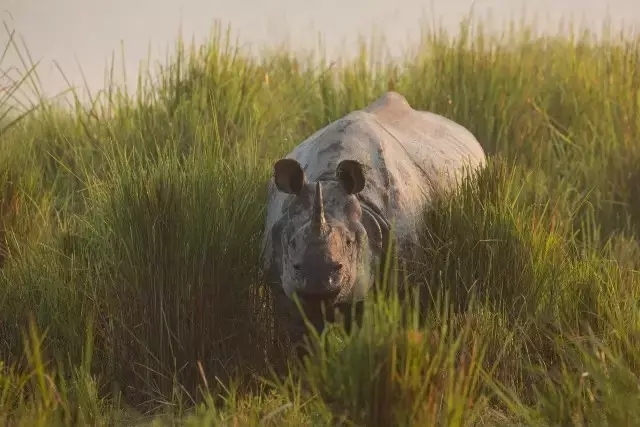 大卫爱登堡60年,大卫爱登堡中国
