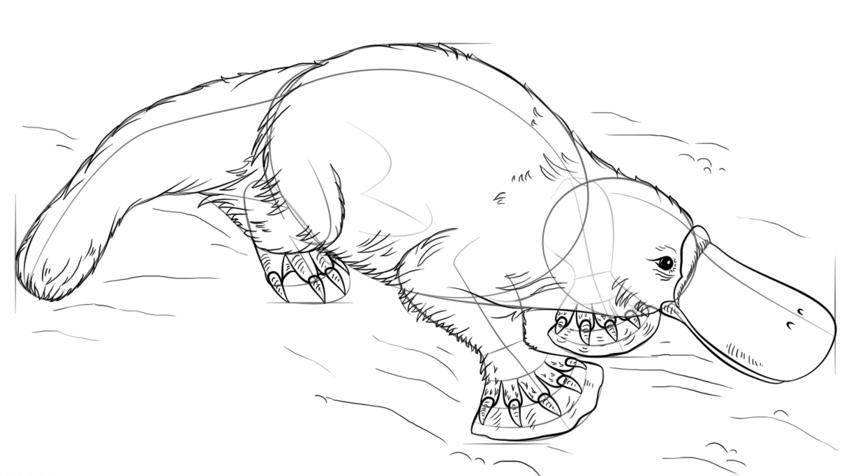 身体残缺的动物,新一代萌物鸭嘴兽