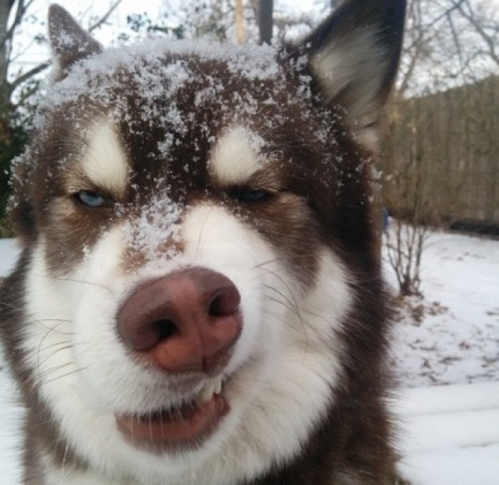 立耳的狗狗品种,狗狗品种大全视频