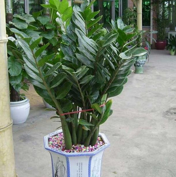 养花技巧：美观又有好寓意的摇钱树，老花匠告诉你如何养殖