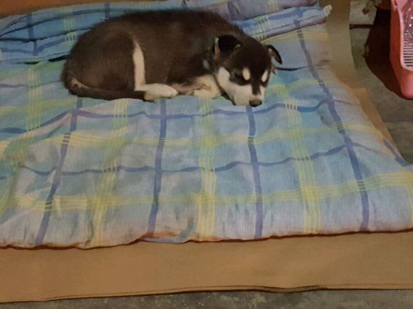 男子花600买了一只哈士奇,网友看之后调侃道:这是二哈的祖宗