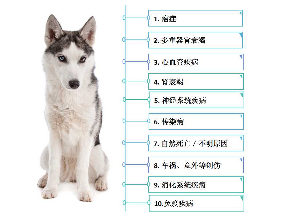 狗狗健康的常见问题,宠物门店问答