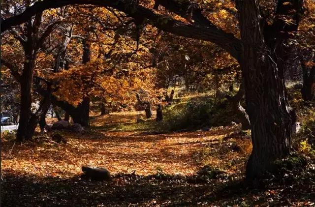 板栗树林旅游攻略,陕西板栗之乡风景图