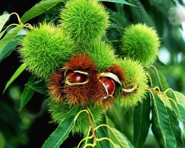 板栗树林旅游攻略,陕西板栗之乡风景图