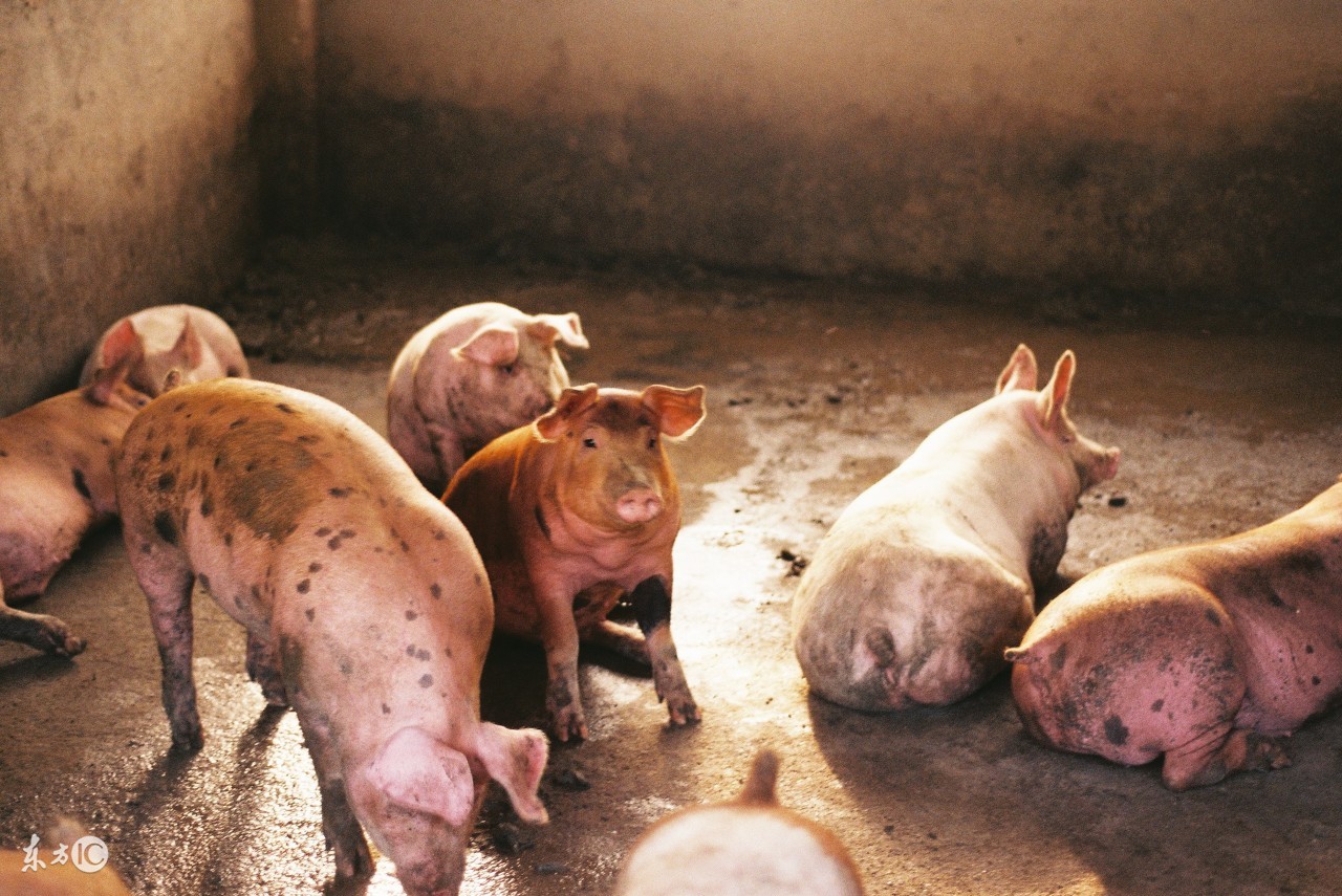 母猪输精怎么操作是正规的,母猪输精操作规程