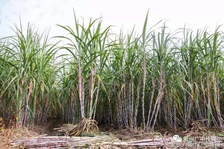 衢州这个地方，连空气都是甜甜的！