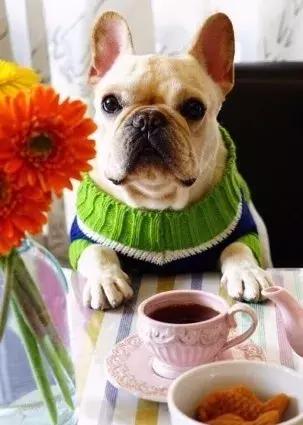 斗牛犬不爱吃狗粮怎么办呀,斗牛犬不爱叫怎么回事