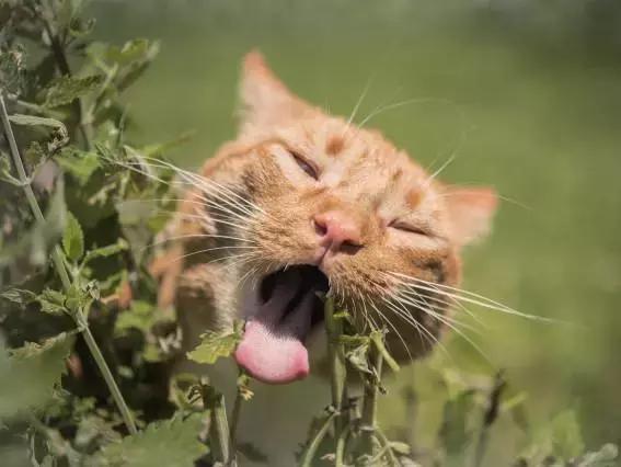 猫咪毛球症，猫草，猫薄荷与木天蓼