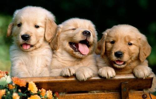 狗狗健康的常见问题,宠物门店问答