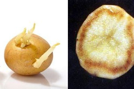 误食发芽的马铃薯后怎么办,马铃薯发芽吃后会中毒吗