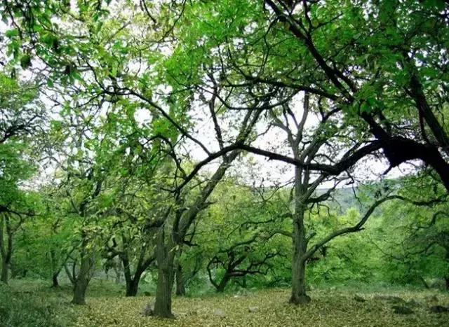 板栗树林旅游攻略,陕西板栗之乡风景图