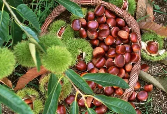 板栗树林旅游攻略,陕西板栗之乡风景图