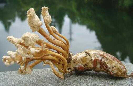 天价的冬虫夏草,要钱,还可能要命