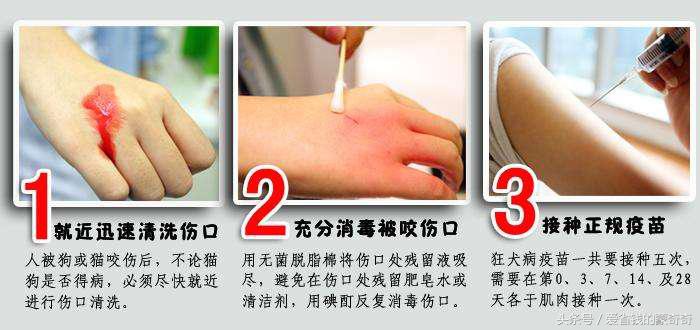 狗狗被大狗咬伤会应急吗,被自家狗狗咬伤了要打针吗